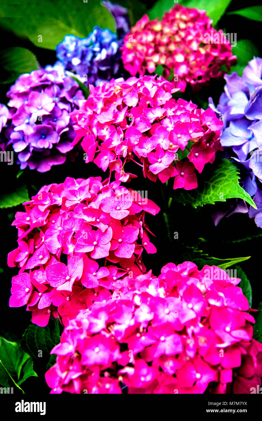 L'Hydrangea en été en pleine floraison Banque D'Images