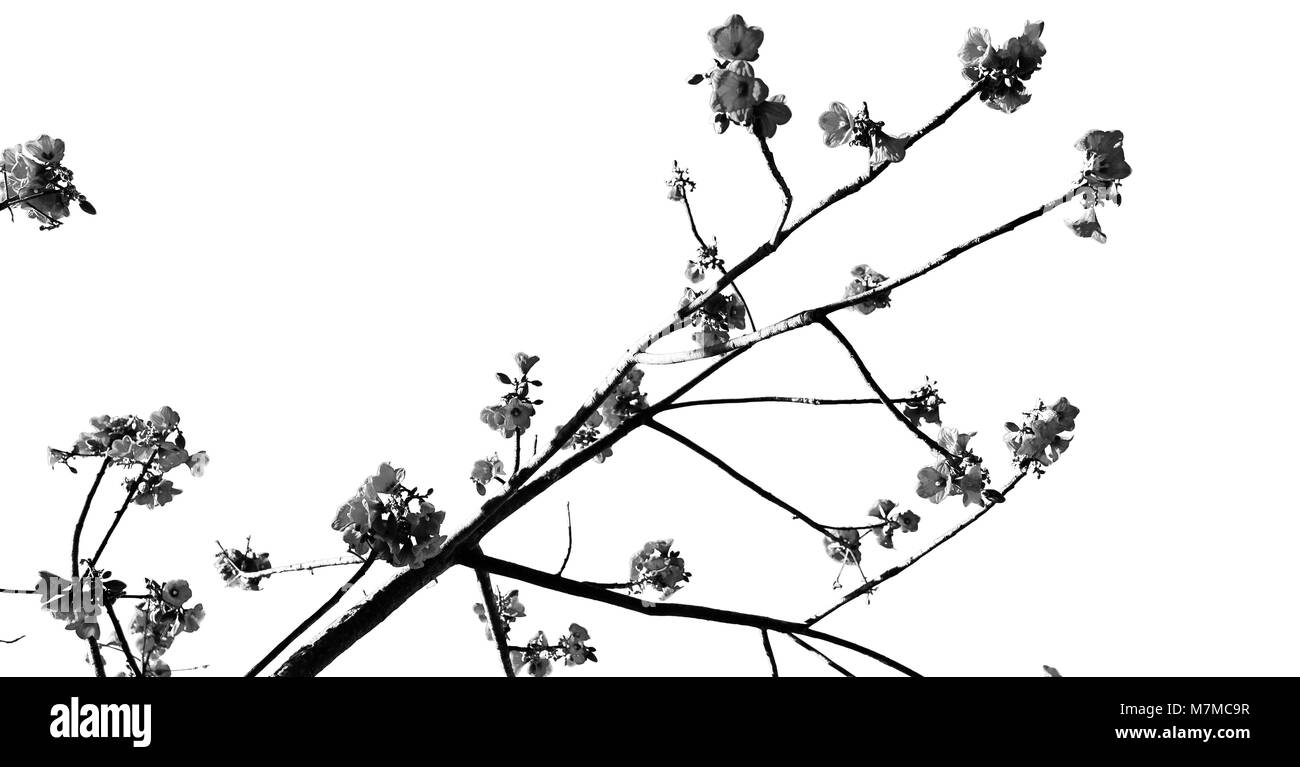 En Australie la plante et fleur en ciel vide Banque D'Images