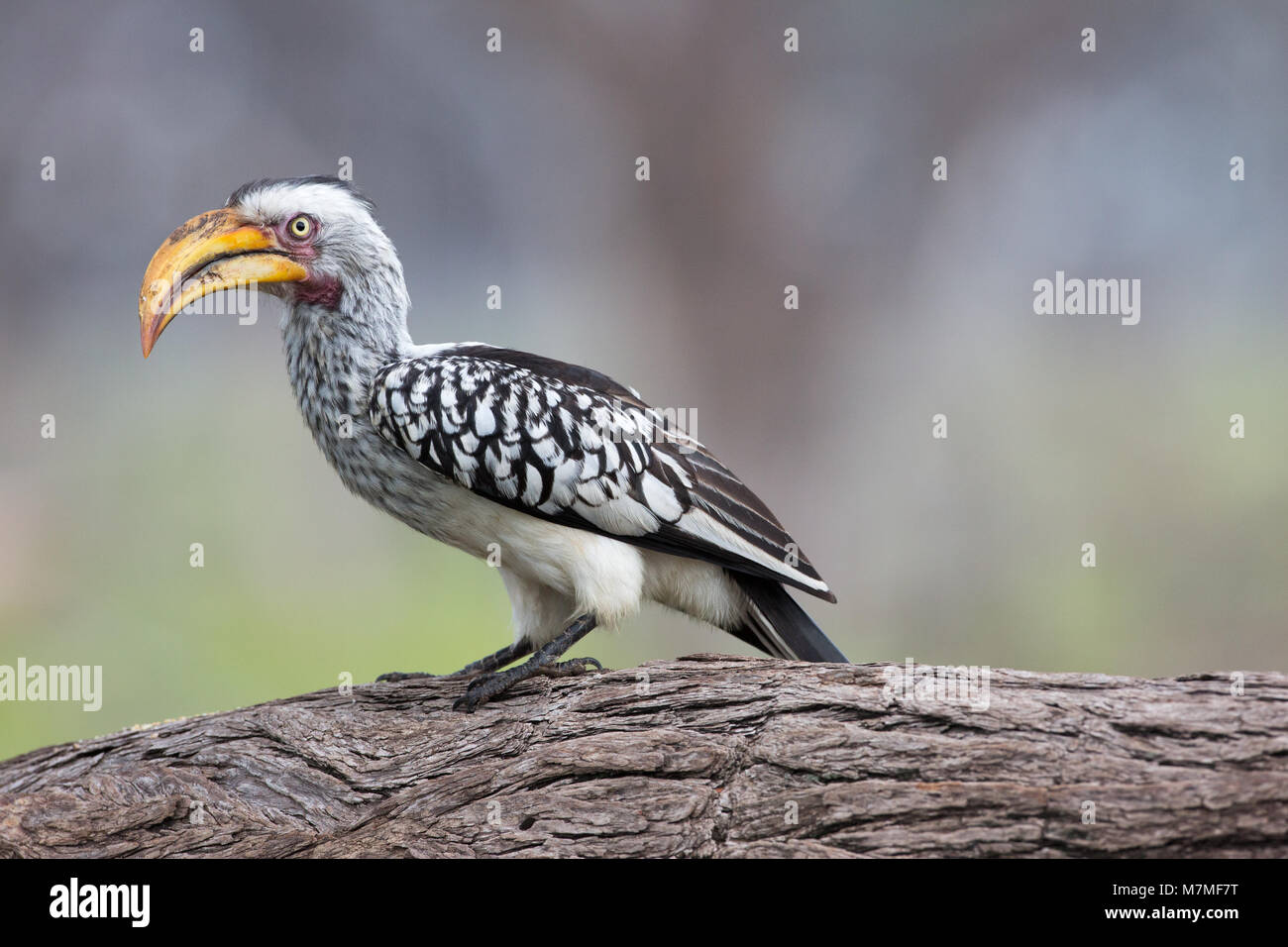 Calao à bec jaune (Tockus flavirostris). Delta de l'Okavango, Botswans. Afrique du Sud Banque D'Images