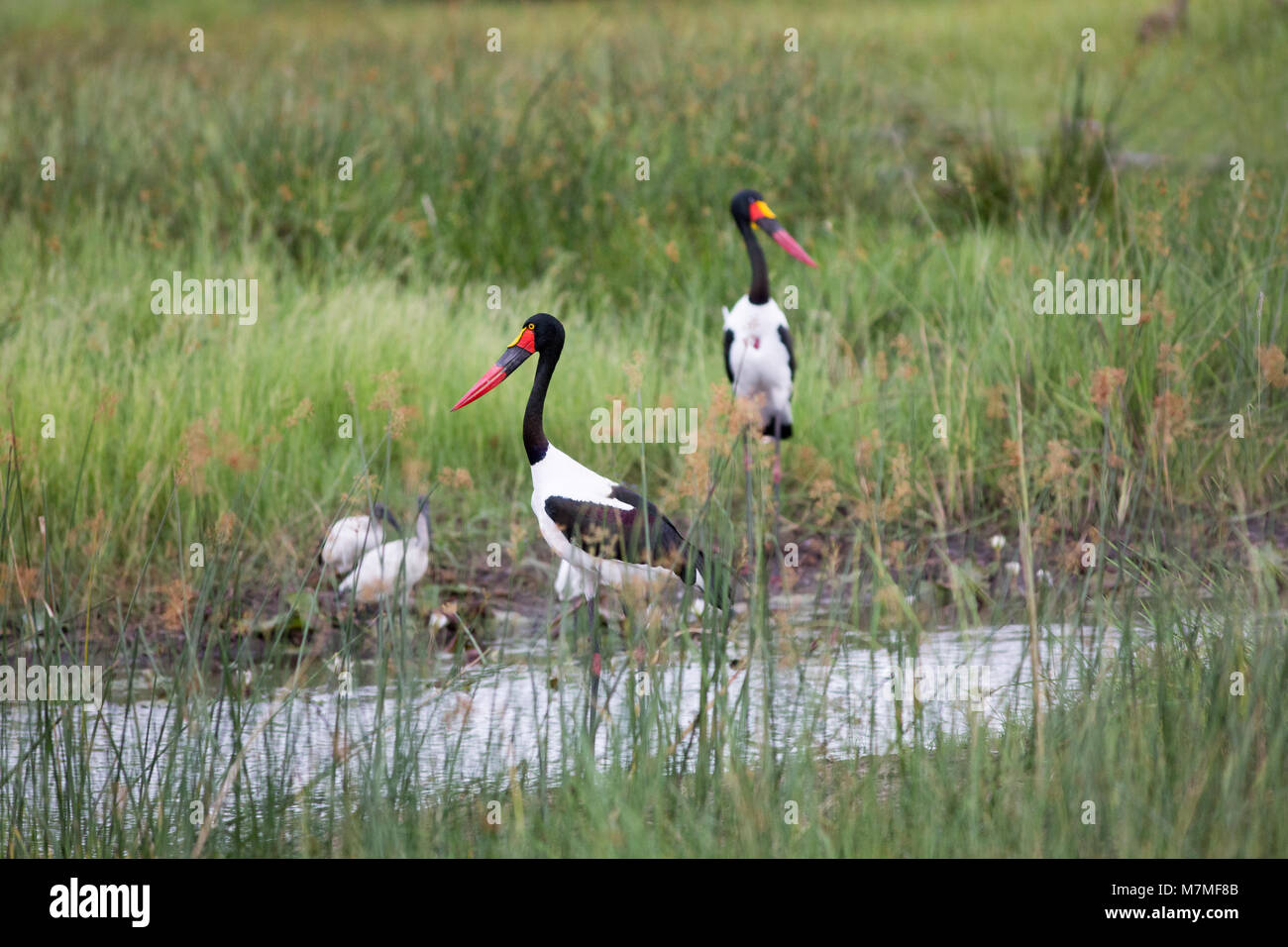Cigognes à bec de selle (Ephippiorhynchus senegalensis). Femelle adulte avant gauche, l'homme derrière la droite. Les oiseaux des milieux humides, y compris, les aigrettes et Ibis.Okavang Banque D'Images