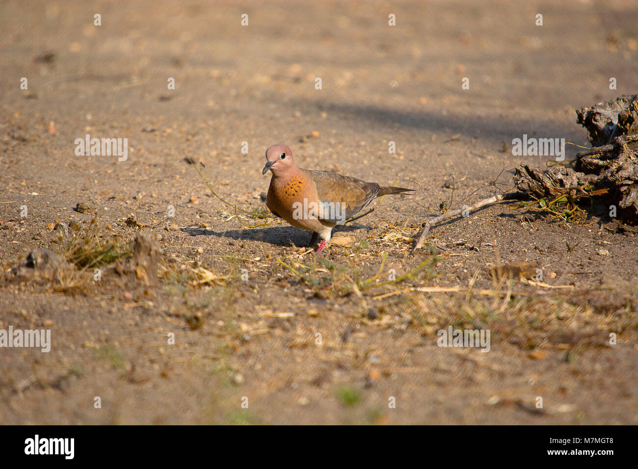 Laughing Dove, Spilopelia senegalensis, Hampi, Karnataka, Inde Banque D'Images