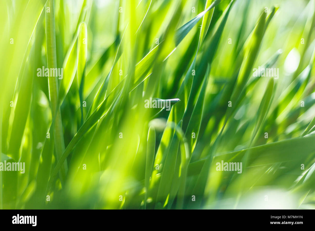 Gros plan de l'herbe verte fraîche. Soft Focus. Banque D'Images