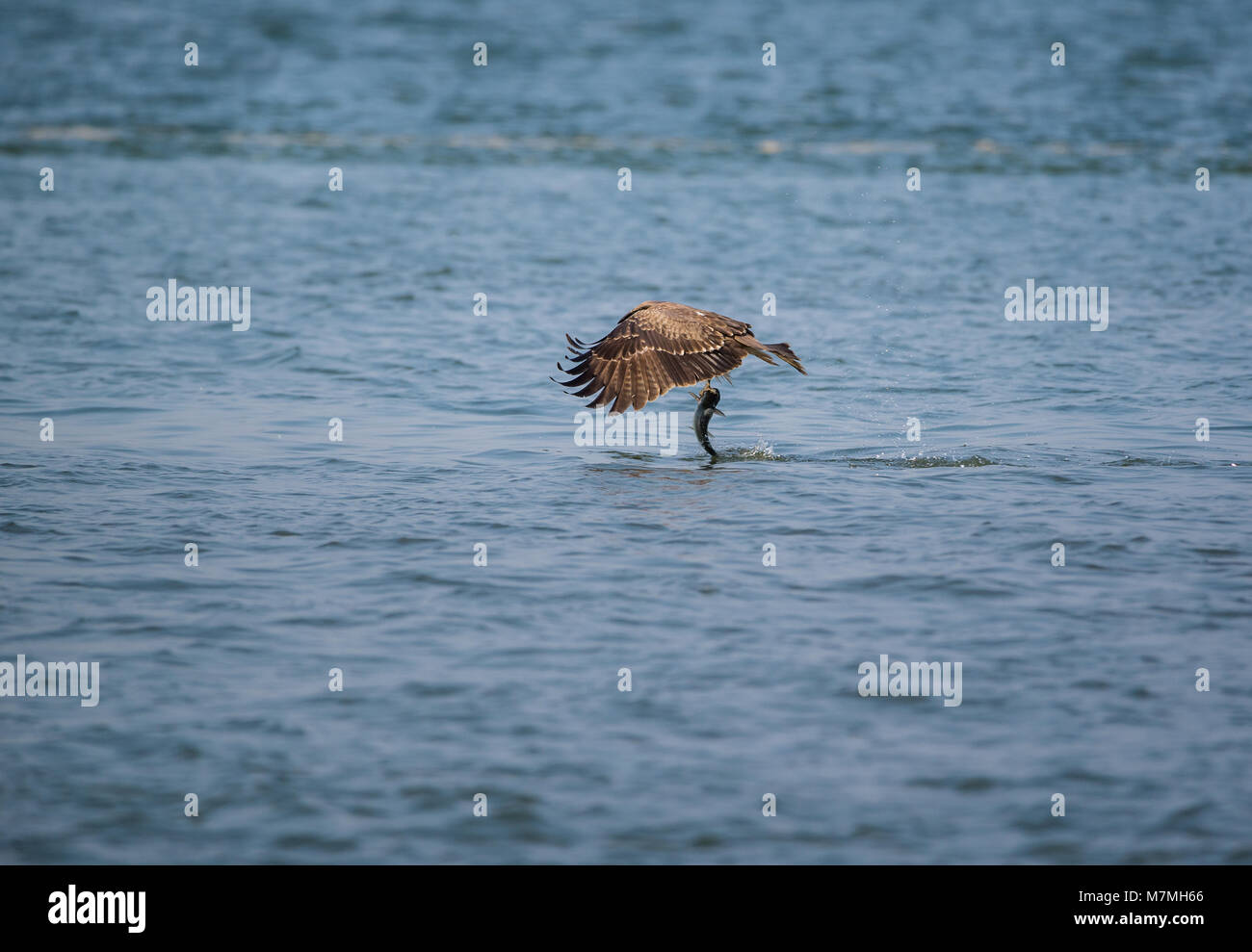 Un Milan noir (Milvus migrans) bird flying loin avec un gros poisson qu'il vient de prendre de la mer Banque D'Images