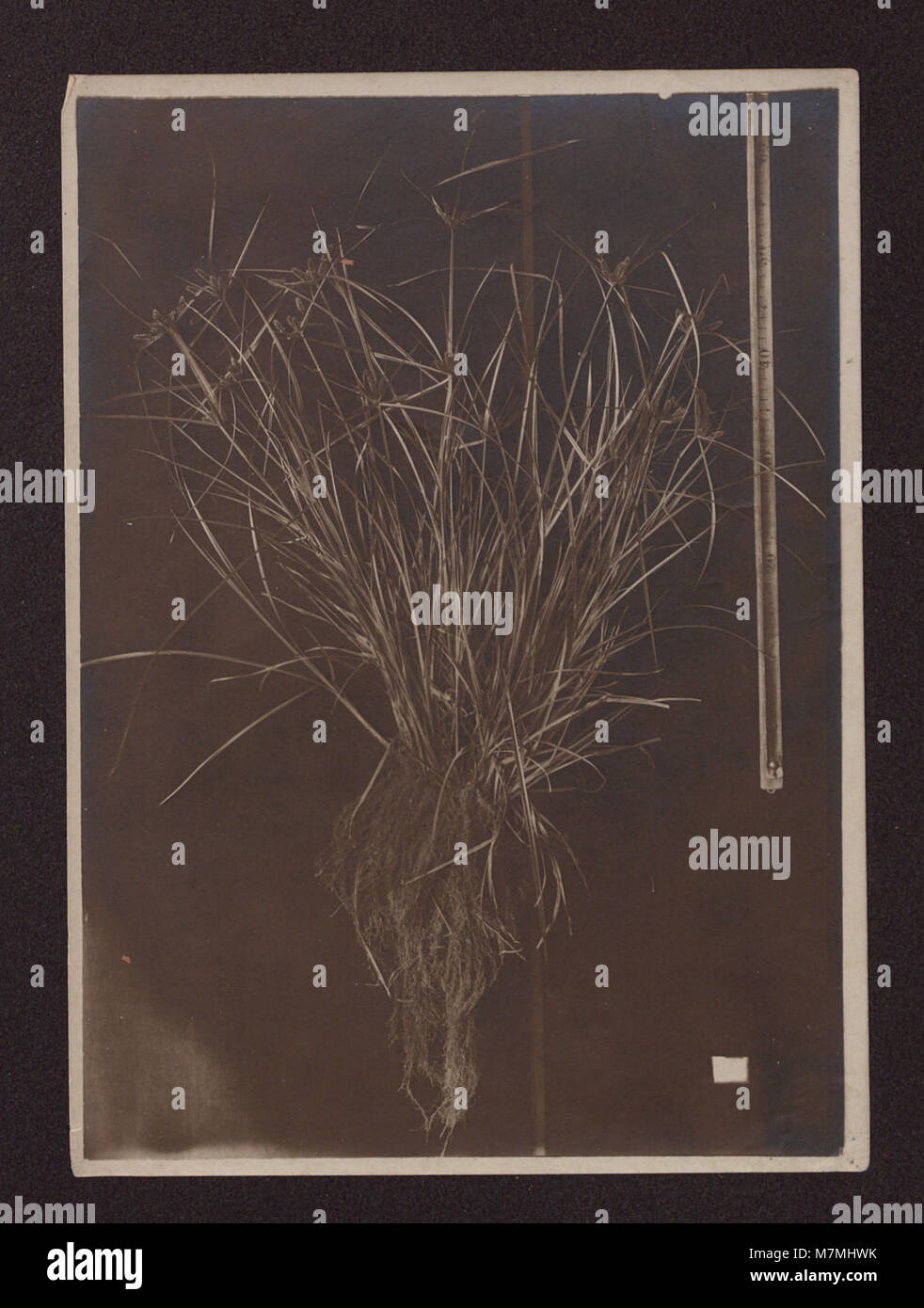 Les recherches d’André Goeldi sur la famille des Cyperaceae et les Rapateas dans la région de Pará au Brésil, menées de 1913 à 1920, documentent les espèces végétales et leur rôle écologique dans la biodiversité brésilienne. Banque D'Images