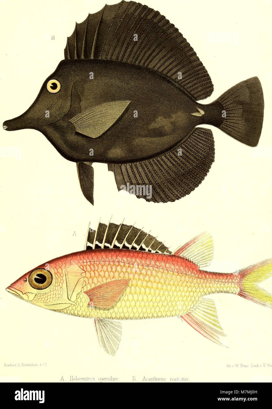 Andrew Garrett's Fische der Südsee (1873) (18196845801) Banque D'Images