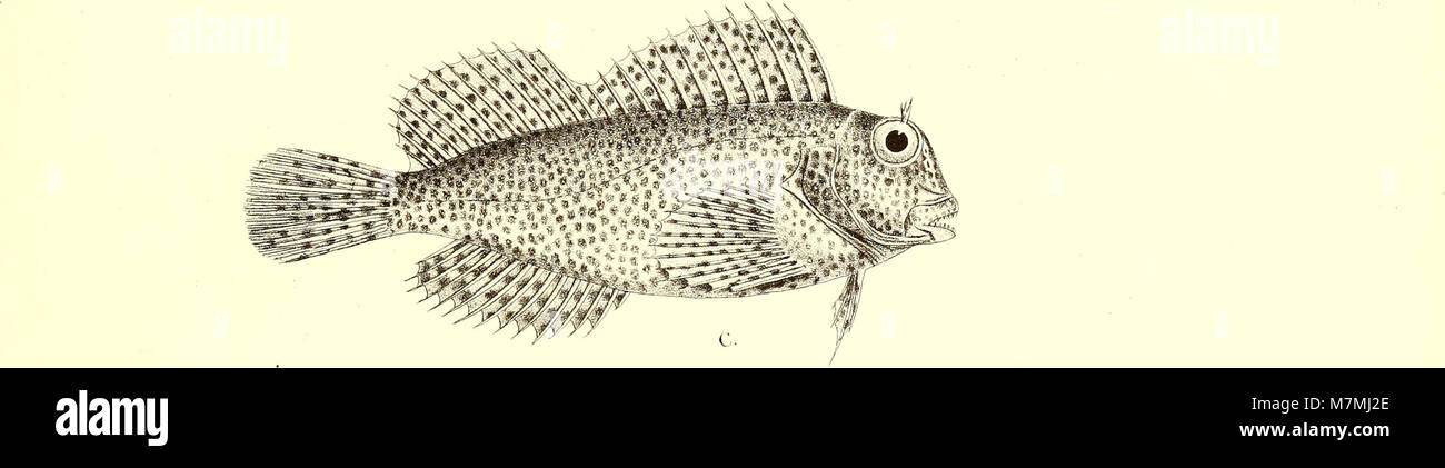 Andrew Garrett's Fische der Südsee (1876) (18168910366) Banque D'Images