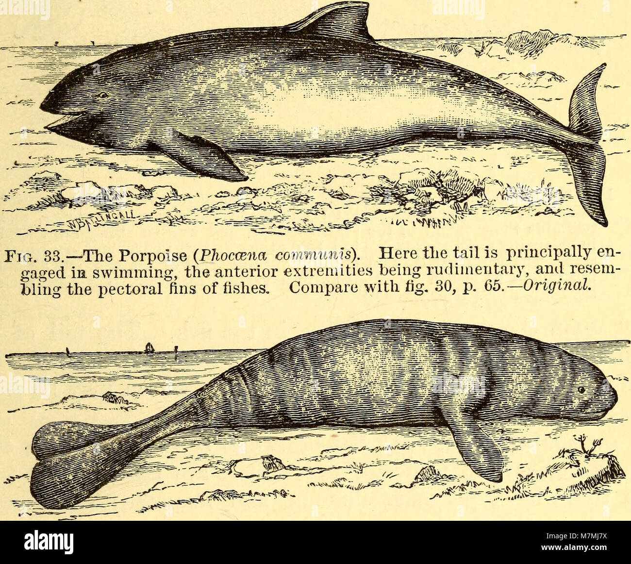 La traction animale, ou la marche, la natation, et battant, avec un mémoire sur aëronautics (1874) (17575205074) Banque D'Images