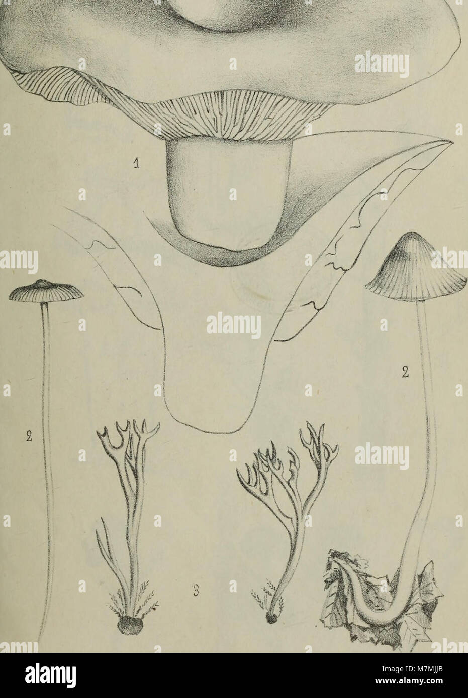 Annales - Société des Sciences Naturelles de la Charente-Inferieure (18383480426) Banque D'Images