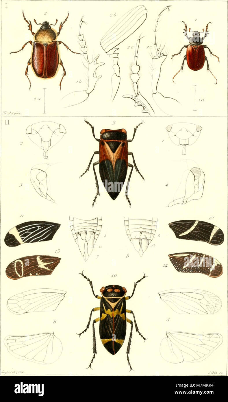 Annales de la Société entomologique de France (1850) (18014625678) Banque D'Images