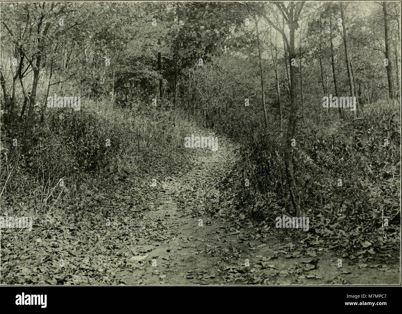 Un rapport annuel officiel du ministère des Parcs détaillant la gestion, l'entretien et l'aménagement des parcs publics, des espaces récréatifs et de l'aménagement paysager urbain pour l'année considérée. Banque D'Images