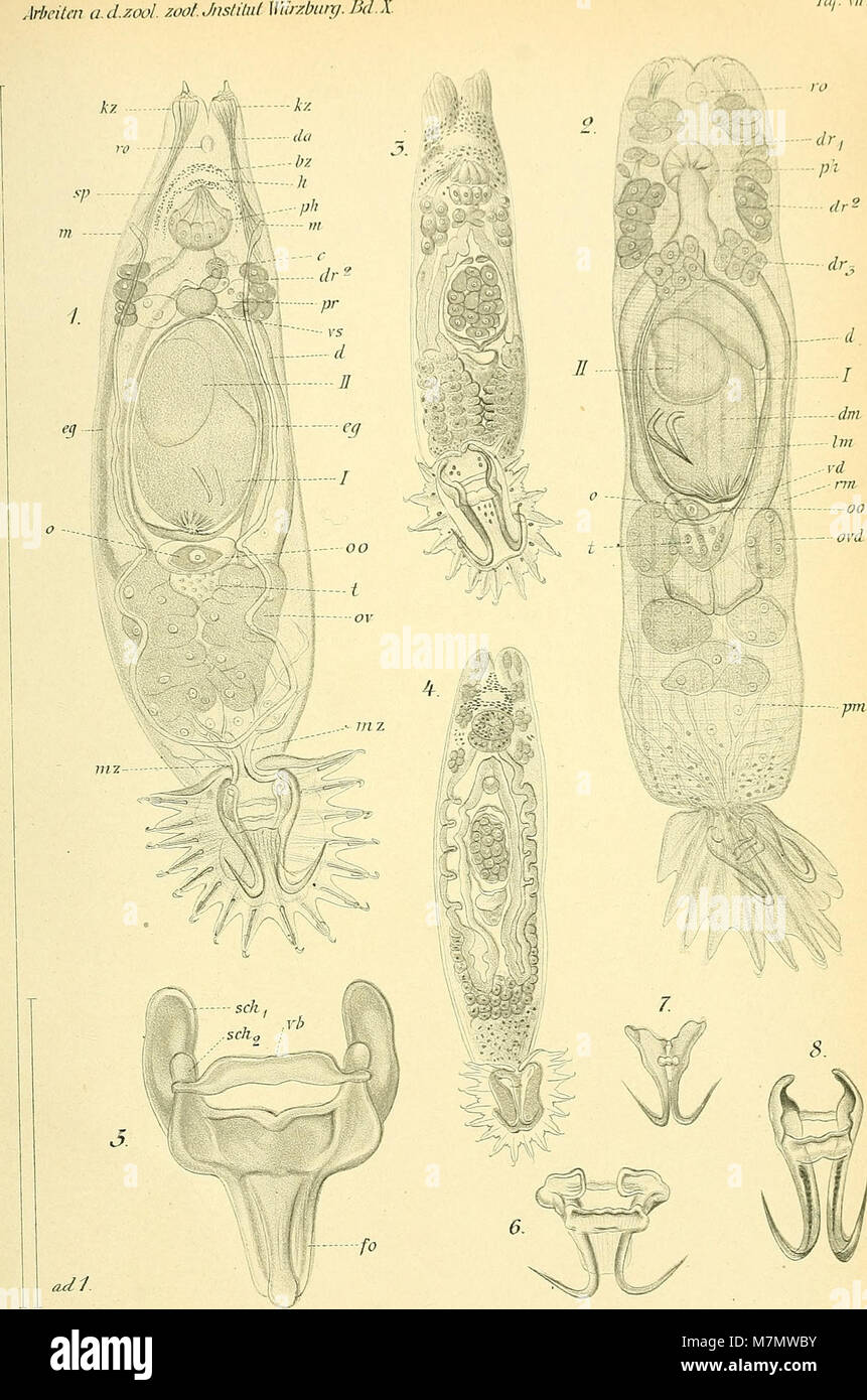 Une publication de 1891 de l'Institut Zoologique-Zootomique de Würzburg présentant des études scientifiques en anatomie comparée et physiologie animale. Banque D'Images