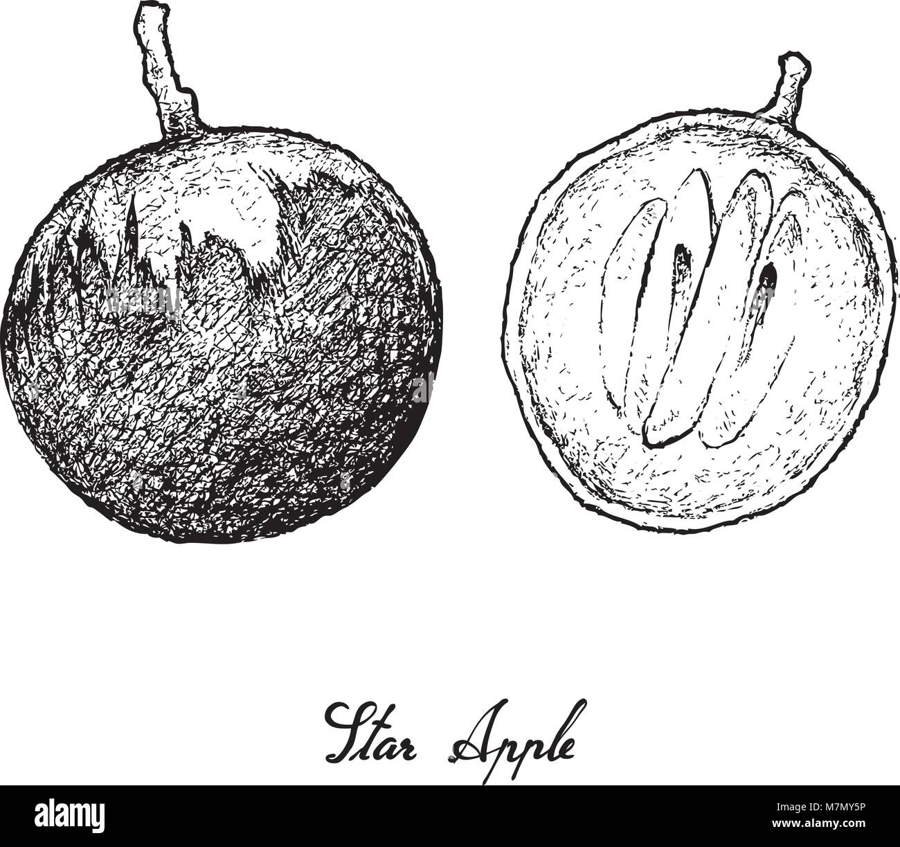 Fruits tropicaux, Illustration part Croquis de Star Apple ou Chrysophyllum Cainito Fruits isolé sur fond blanc. Illustration de Vecteur