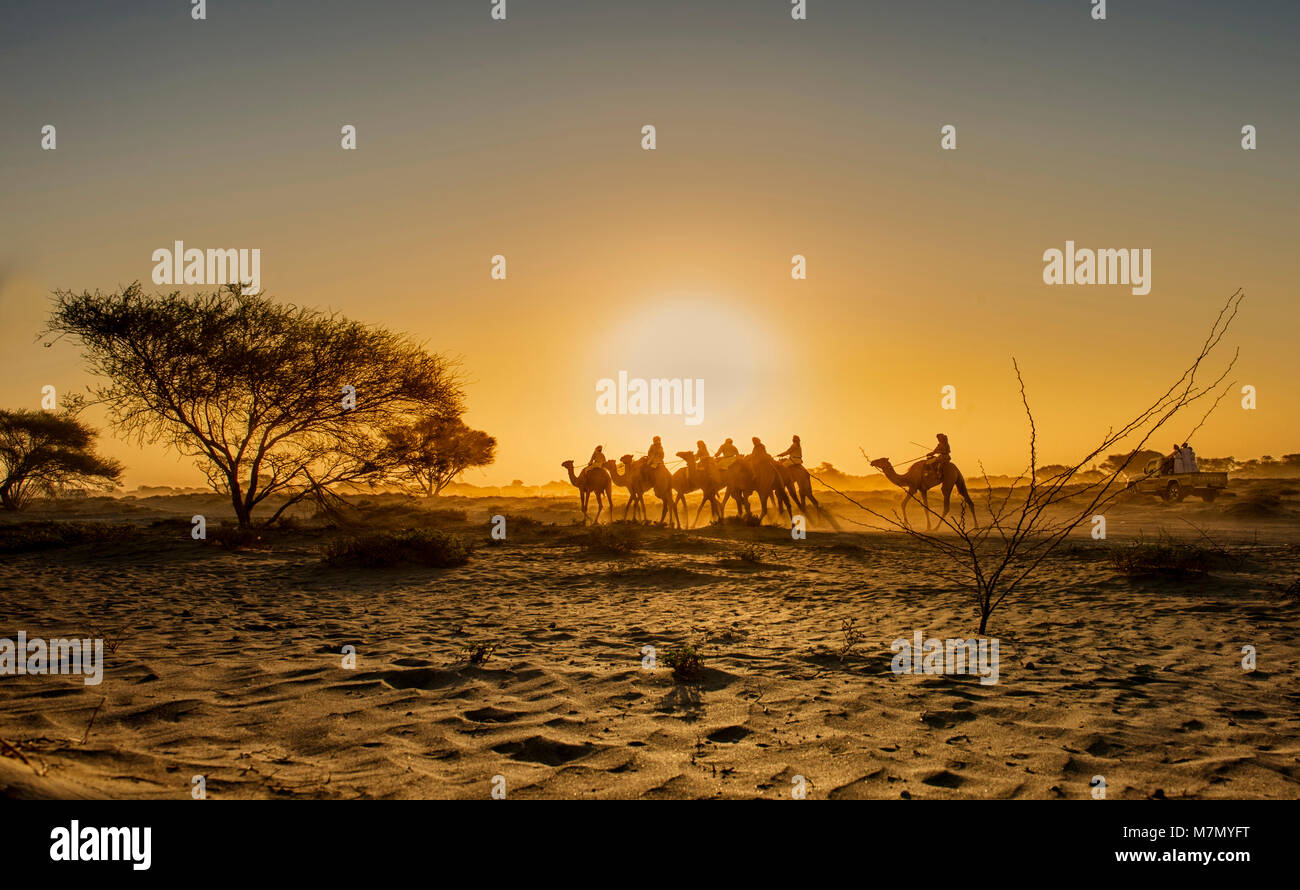 L'équipe de bédouins d'arabie Banque D'Images