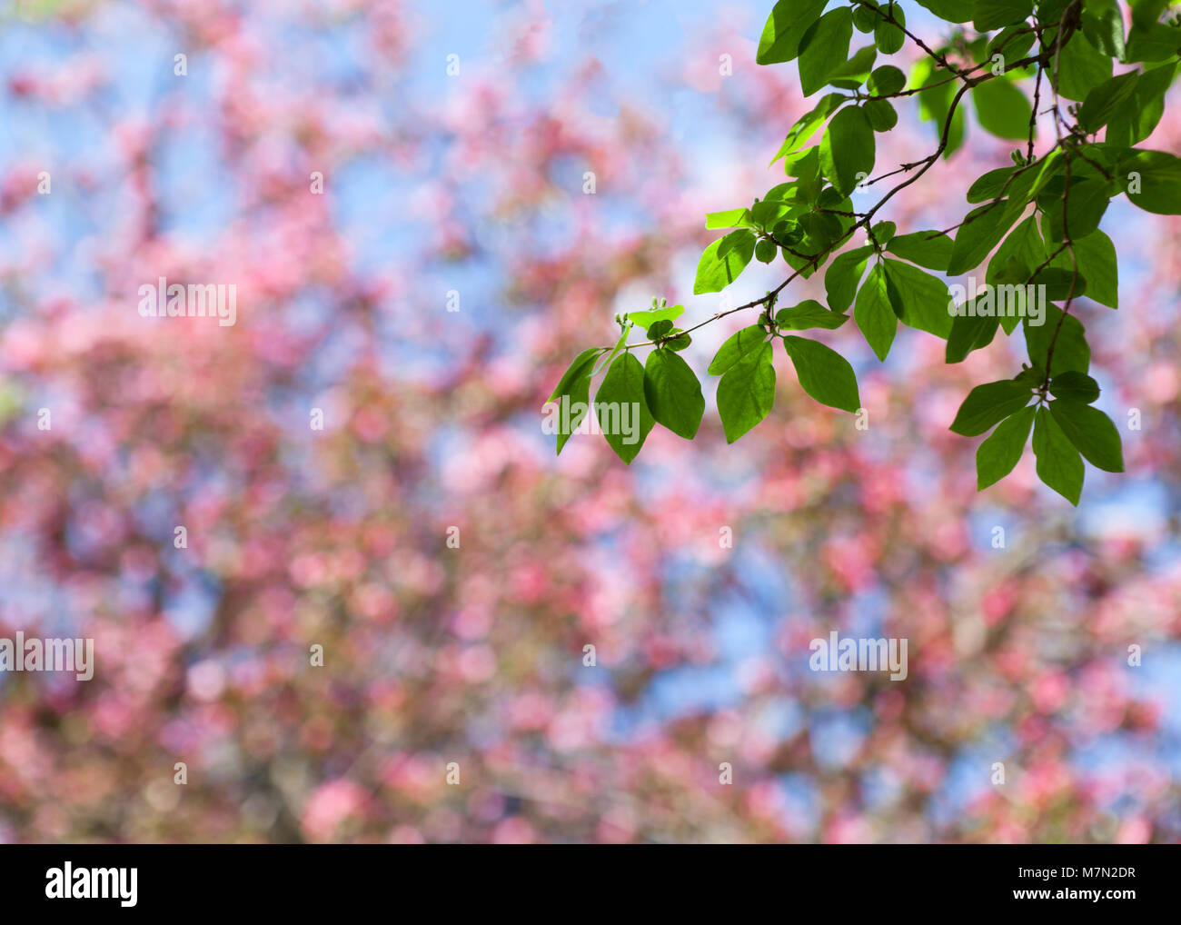 Soleil de Printemps avec branche verte Banque D'Images