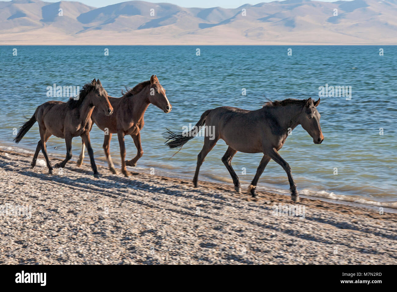 Le galop des chevaux, le long des rives du lac Song Kol au Kirghizistan. Banque D'Images