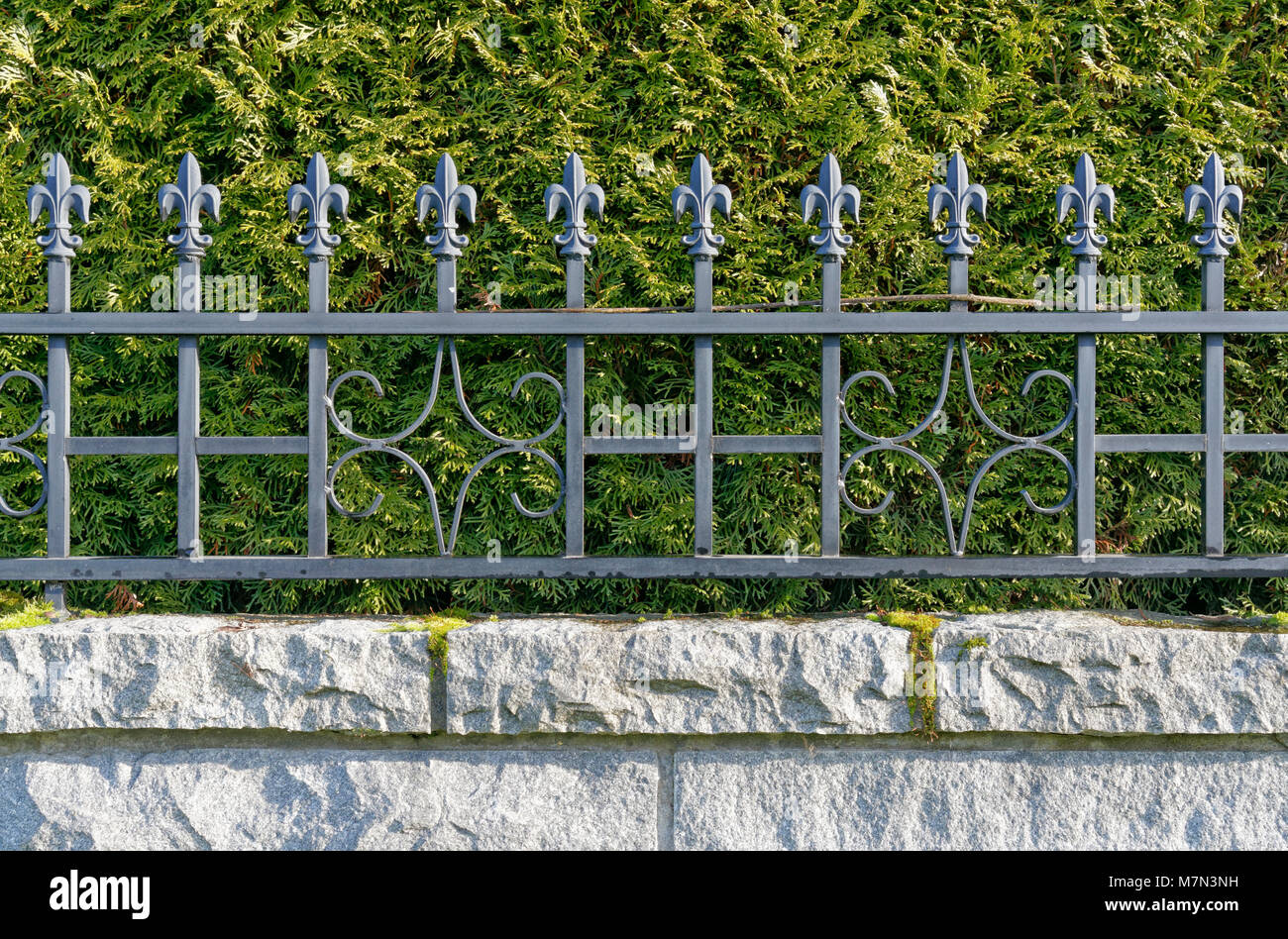 Rangée de fleur-de-lis décorations sur une clôture métallique avec haie de thuyas vert à l'arrière Banque D'Images
