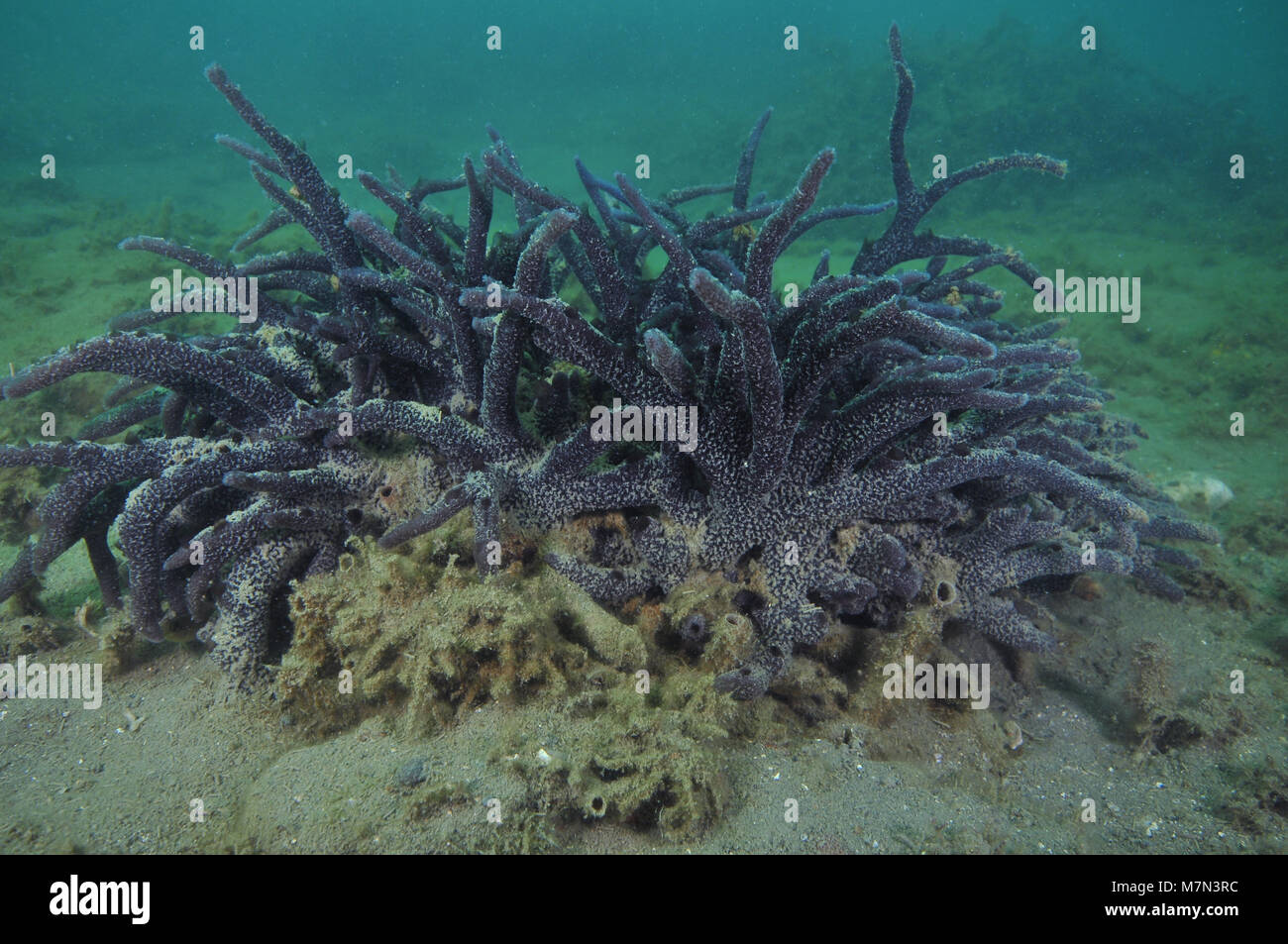 Éponge violet foncé sur bush télévision reef recouvert de fins sédiments près de l'embouchure du port de Mahurangi en Nouvelle-Zélande. Banque D'Images