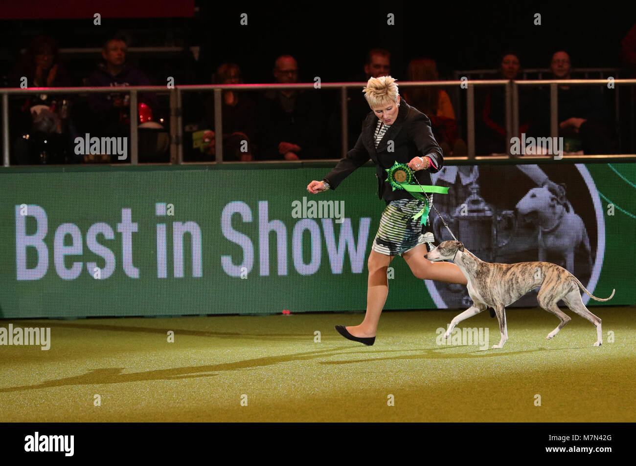 Tease, le Whippet, avec Yvette propriétaire peu avant elle a été nommée Championne suprême au cours de la dernière journée de Crufts 2018 au NEC de Birmingham. Banque D'Images