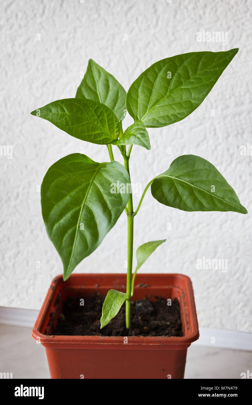 Jeune plant de poivrons. Dans un pot en plastique des semis Photo Stock -  Alamy