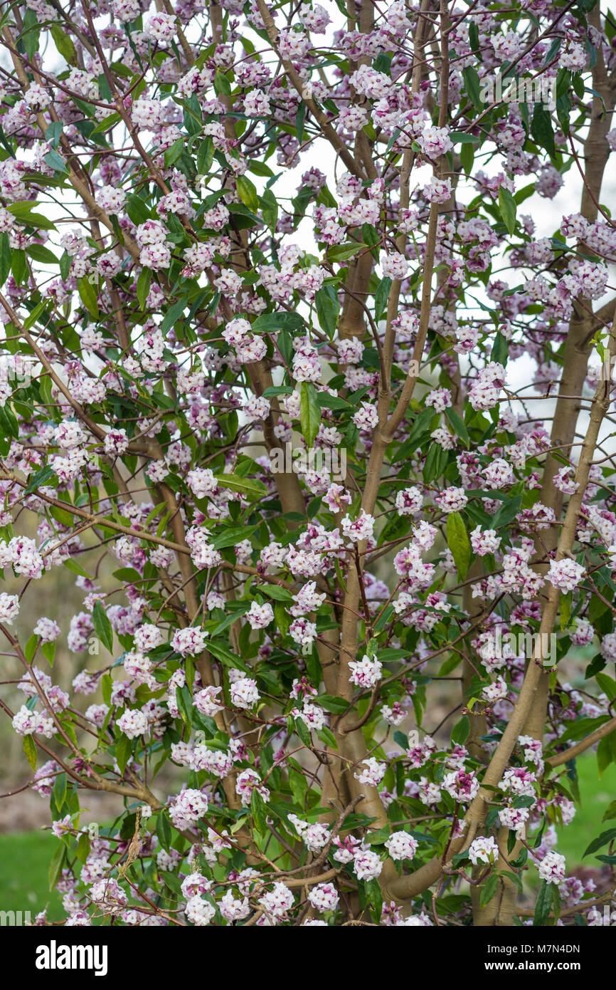 Daphne bholua 'Jacqueline' Postill Banque D'Images