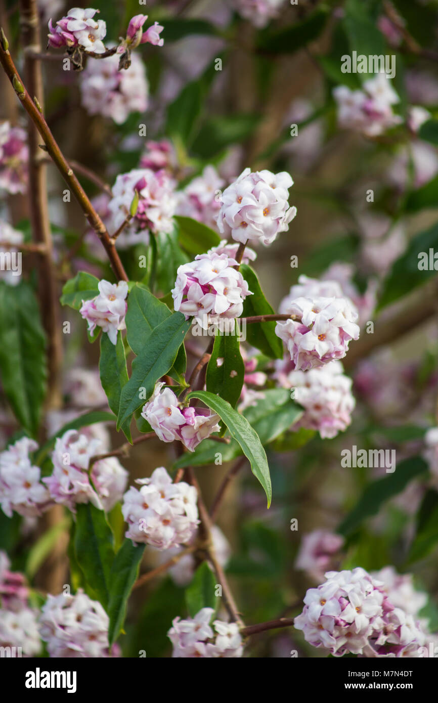 Daphne bholua 'Jacqueline' Postill Banque D'Images