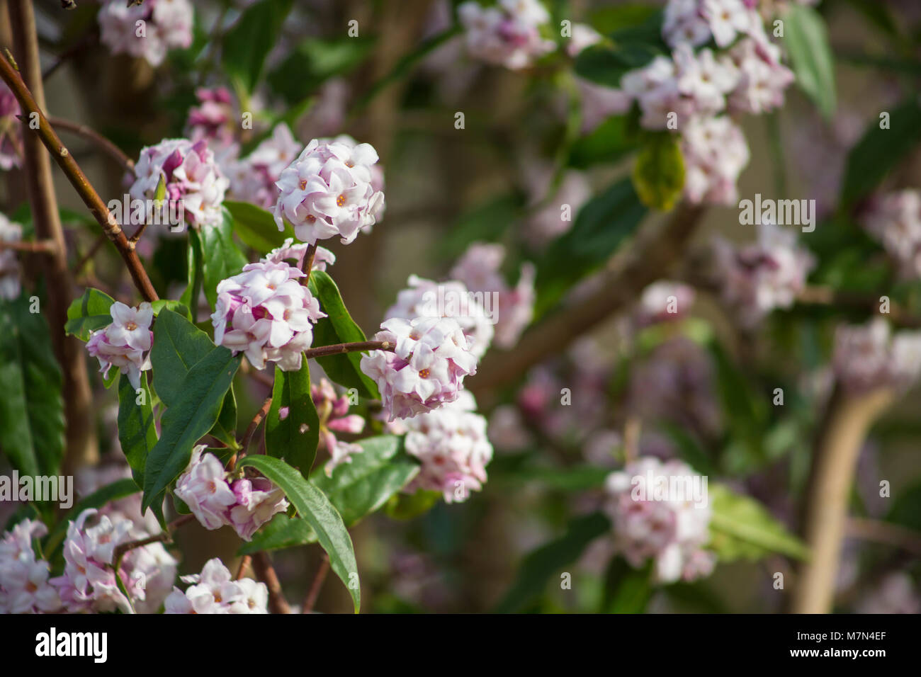 Daphne bholua 'Jacqueline' Postill Banque D'Images