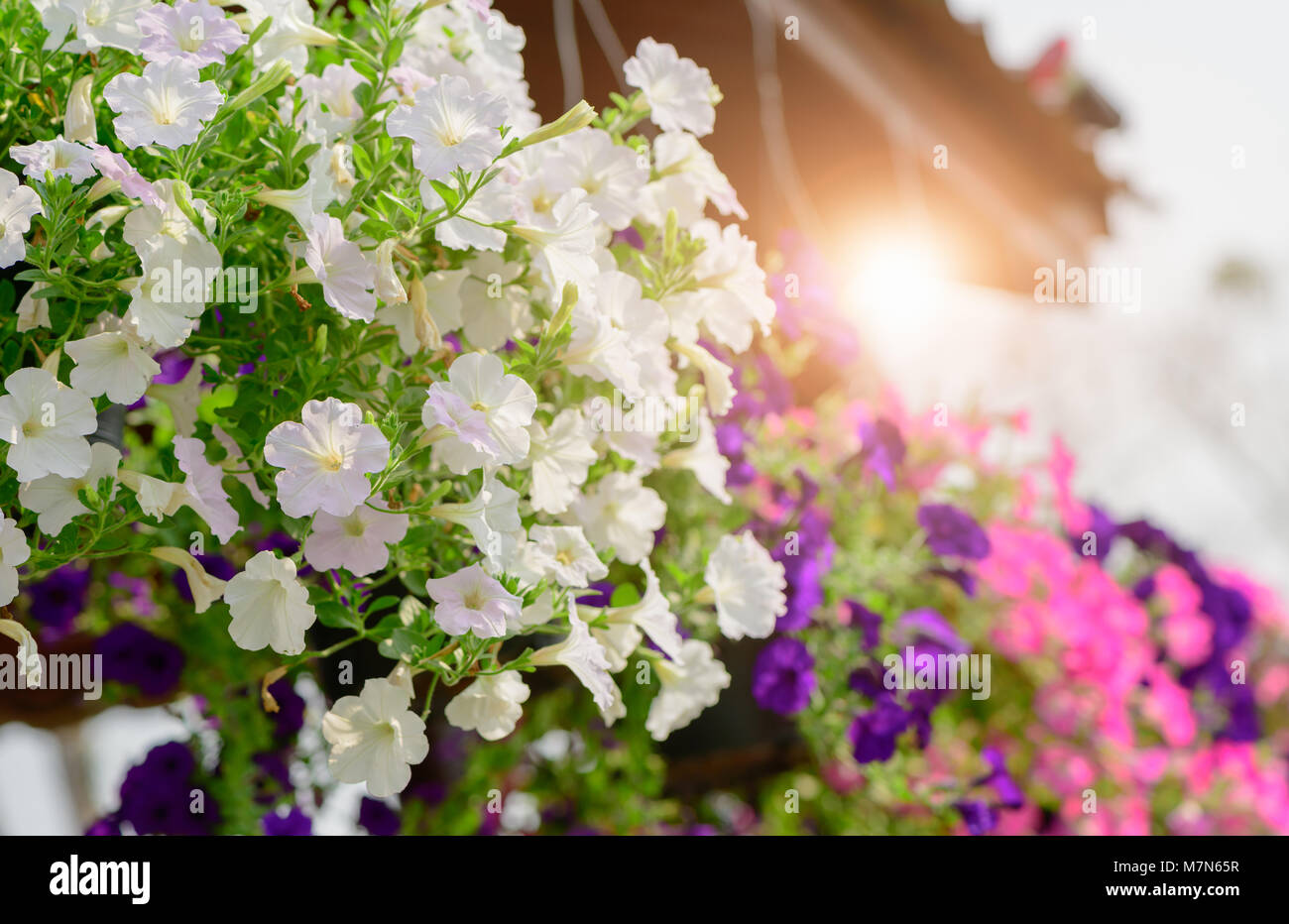 Pétunia blanc suspension Pot de fleurs contenant sur le toit avec la lumière du soleil le matin Banque D'Images