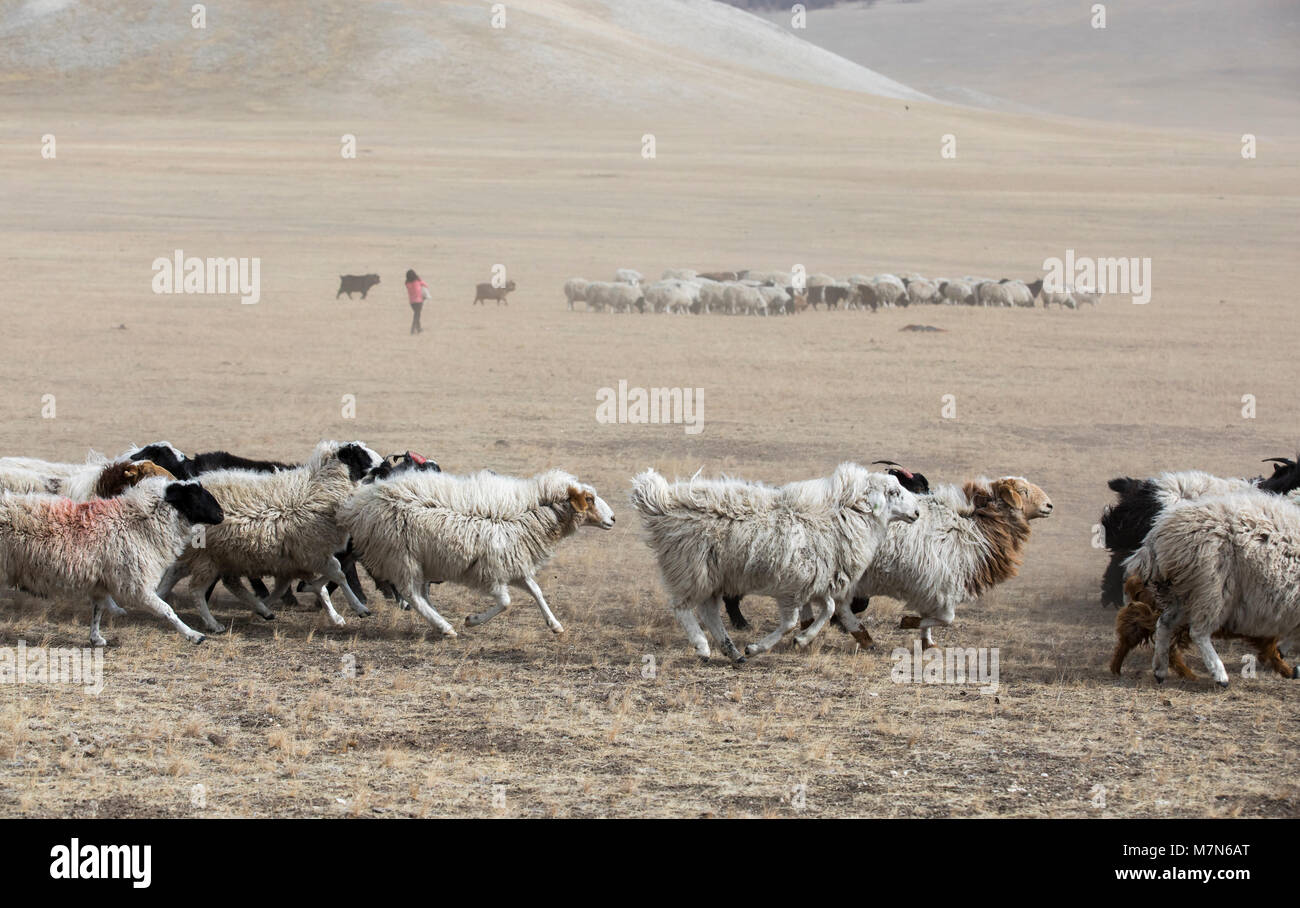 Les chèvres s'exécutant dans une steppe sur le nord de la Mongolie Banque D'Images