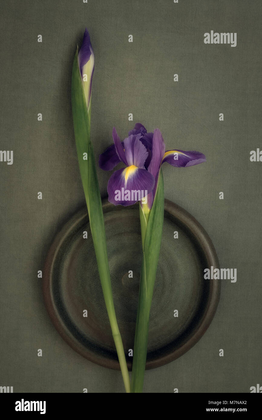 Iris mauve, fleur nature morte Banque D'Images