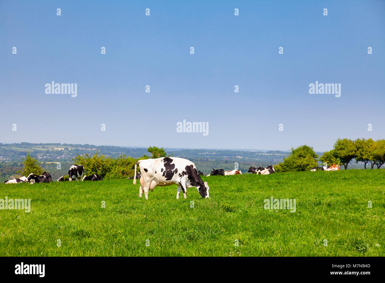 Les vaches laitières Holstein Friesian au pâturage sur les South Downs Hill dans les régions rurales du sud de l'Angleterre, Sussex, UK Banque D'Images