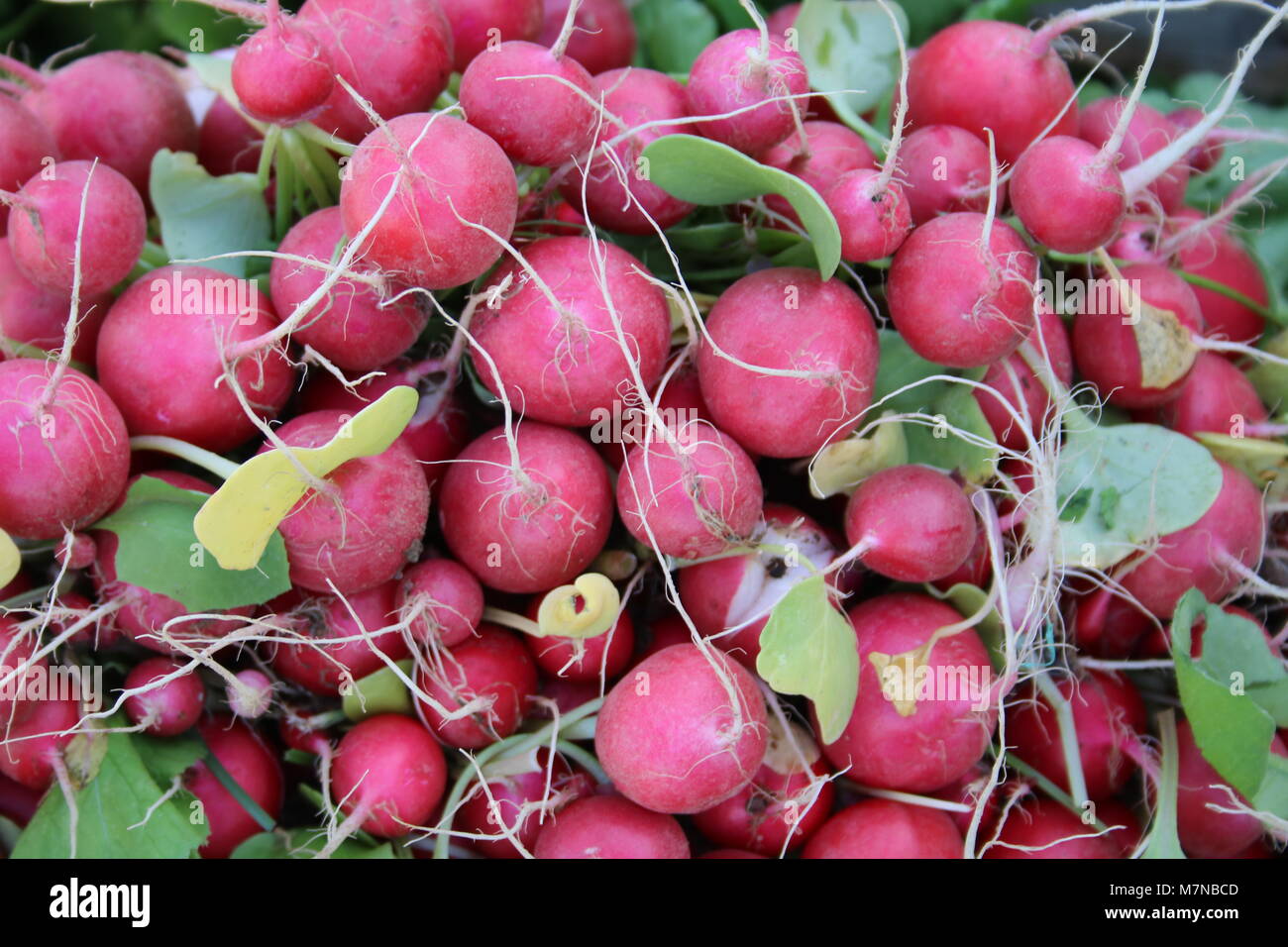 Produits frais bio légumes d'été Banque D'Images