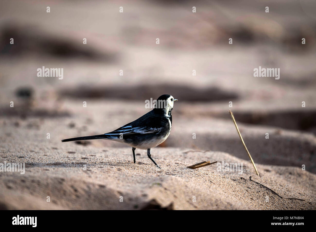 Bergeronnette printanière (Motacilla alba Pied) sur la plage collection portrait Banque D'Images