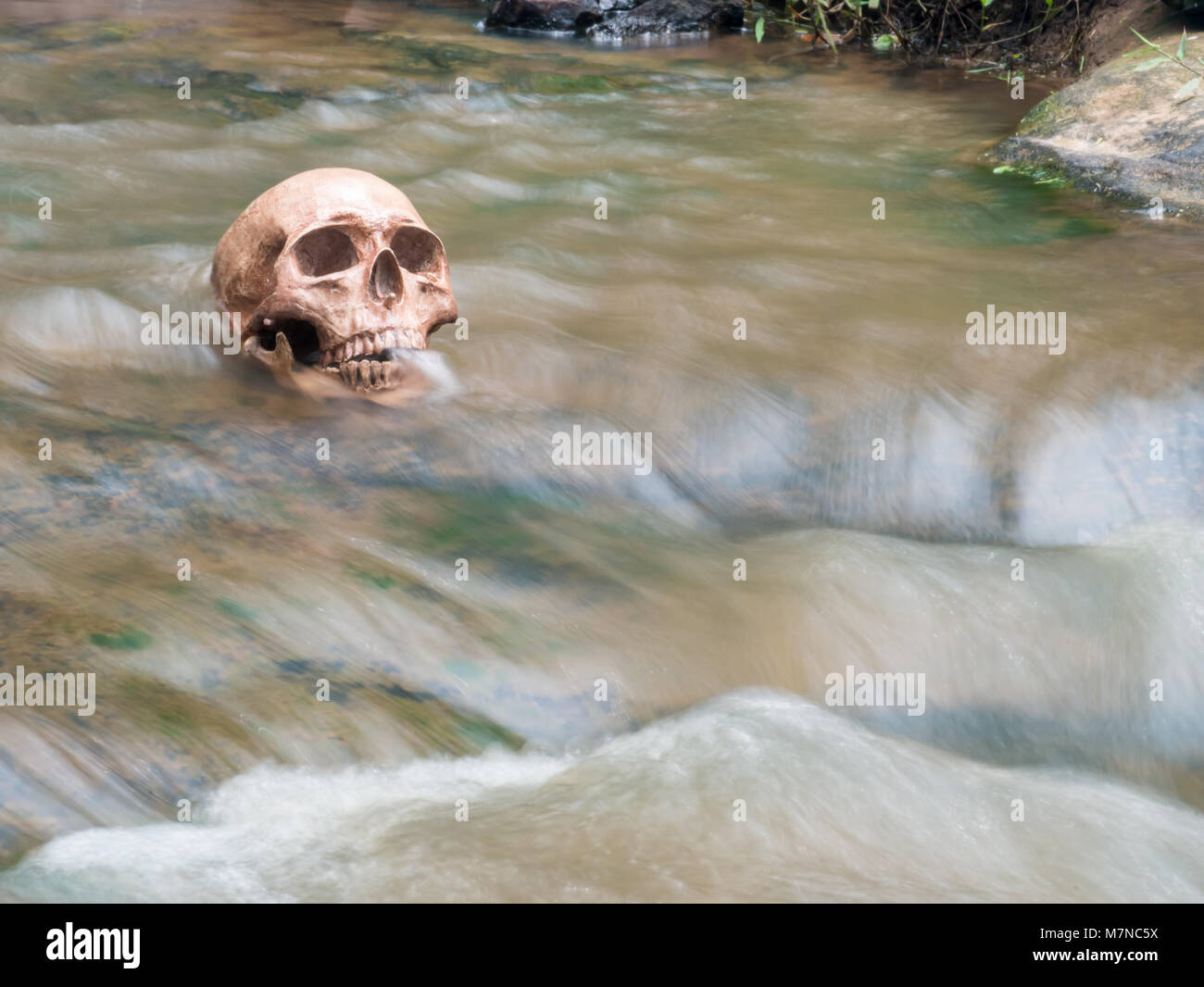 Still Life de crâne humain en cascade, Banque D'Images