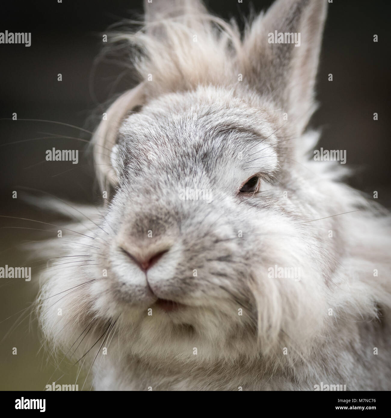 Le portrait d'une naine blanche (lapin) lions head Banque D'Images