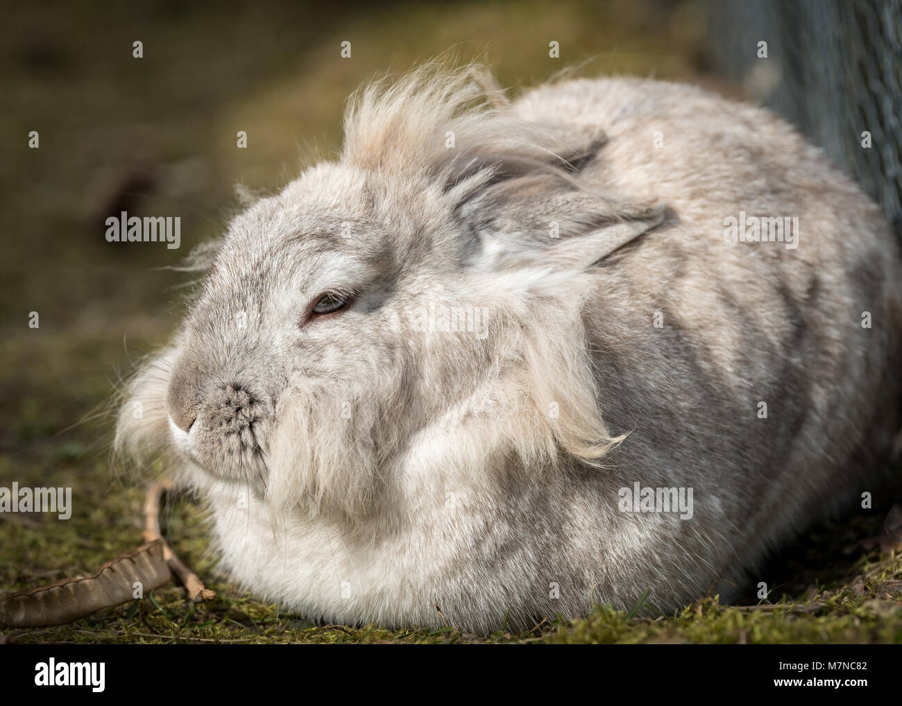 Un lapin nain blanc (lions head) prendre du repos Banque D'Images