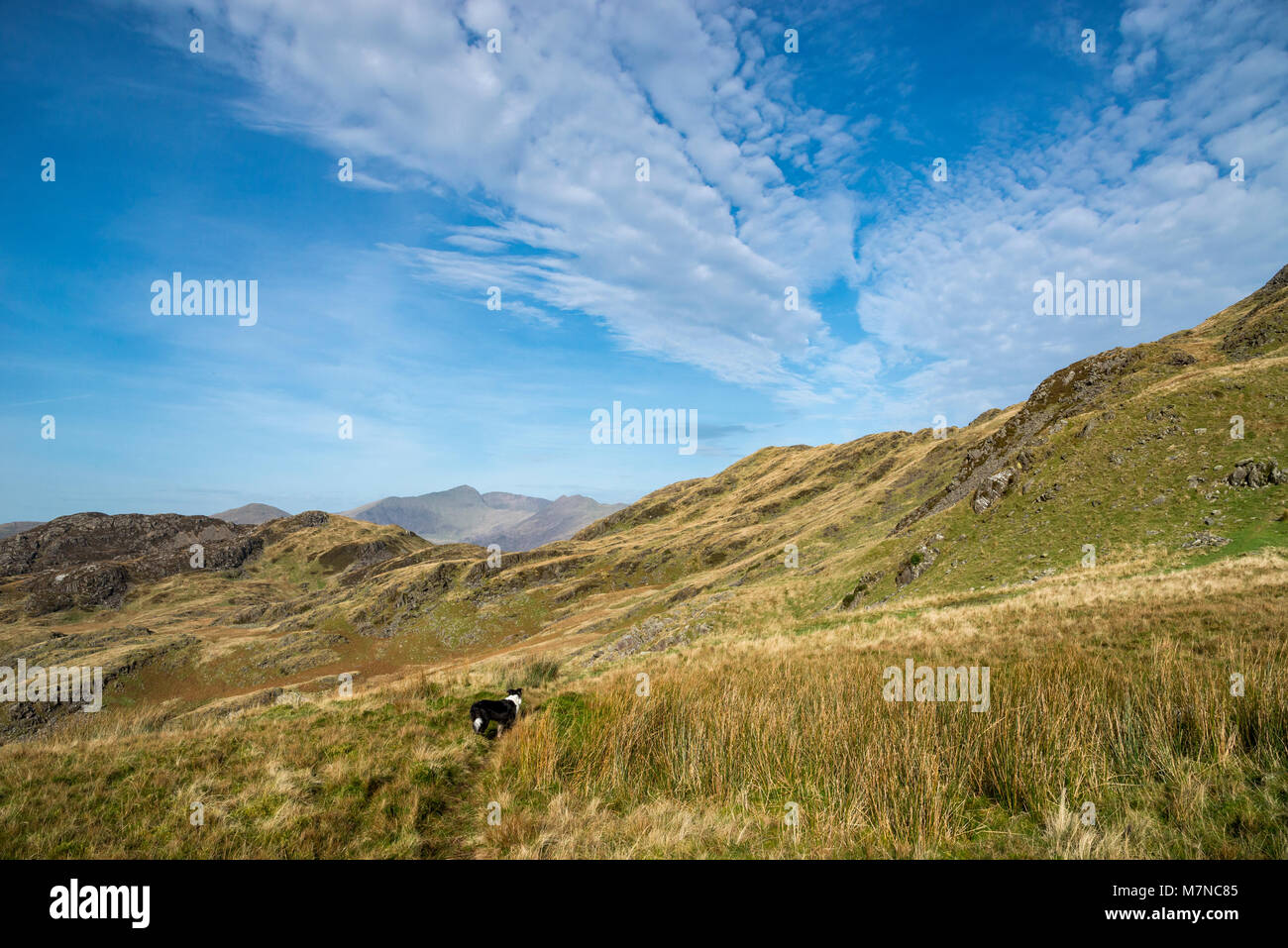 Grand ciel bleu au-dessus des montagnes de Snowdonia National Park, au nord du Pays de Galles. Vue vers le Mont Snowdon de Croesor. Border Collie sur le chemin. Banque D'Images
