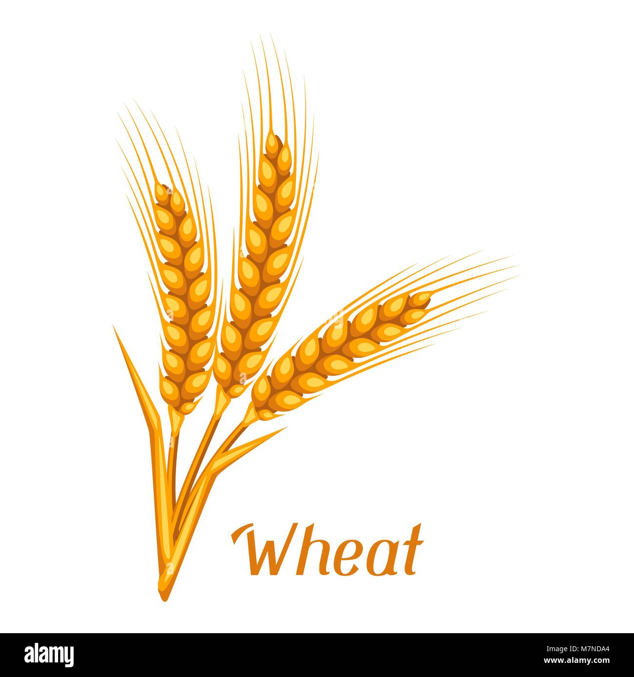 Tas de blé, d'orge ou de seigle les oreilles. Droit agricole pour la décoration d'emballage du pain, de la bière étiquettes, brochures et dépliants publicitaires Illustration de Vecteur