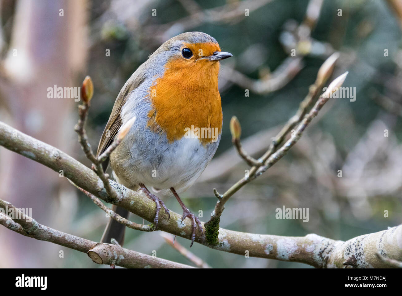 Close-up Détail d'un Robin (Erithacus rubecula aux abords) sur une clôture en hiver # 4 : Great Torrington, Devon, Angleterre. Banque D'Images