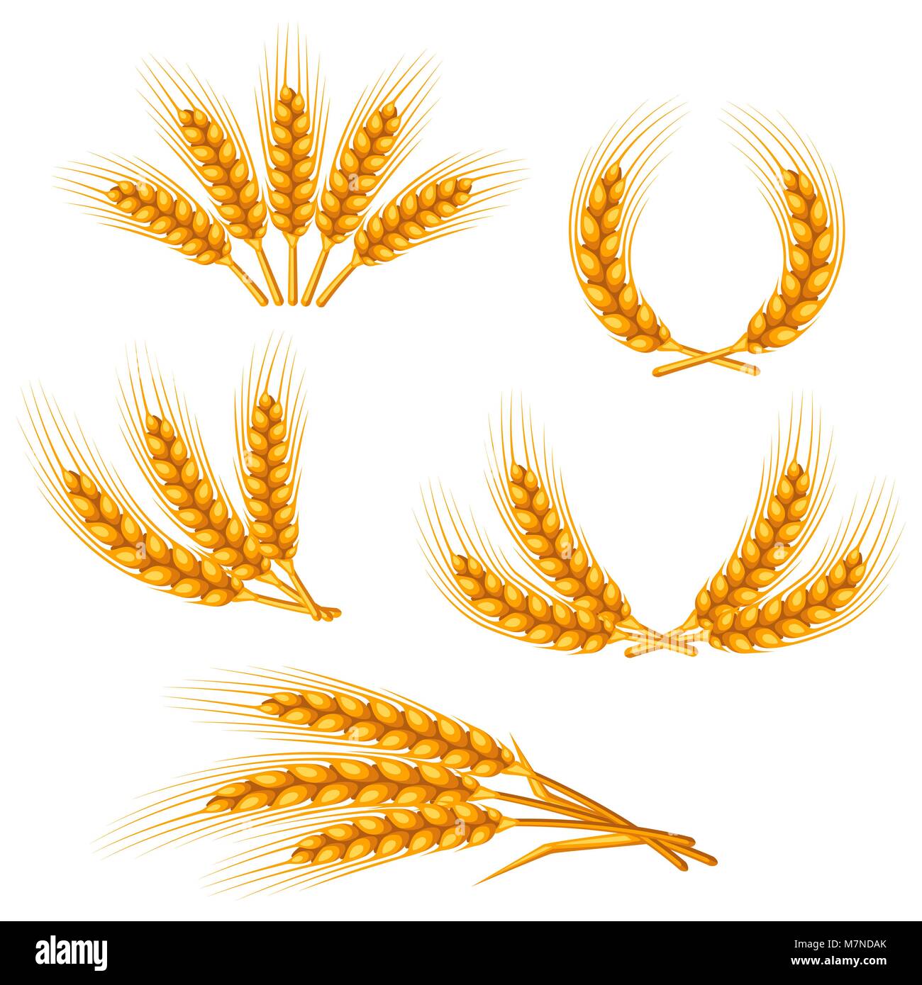 Éléments de design avec le blé. Droit agricole Golden Ears naturelles d'orge ou de seigle. Pour la décoration d'objets d'emballage, des étiquettes de bière pain Illustration de Vecteur
