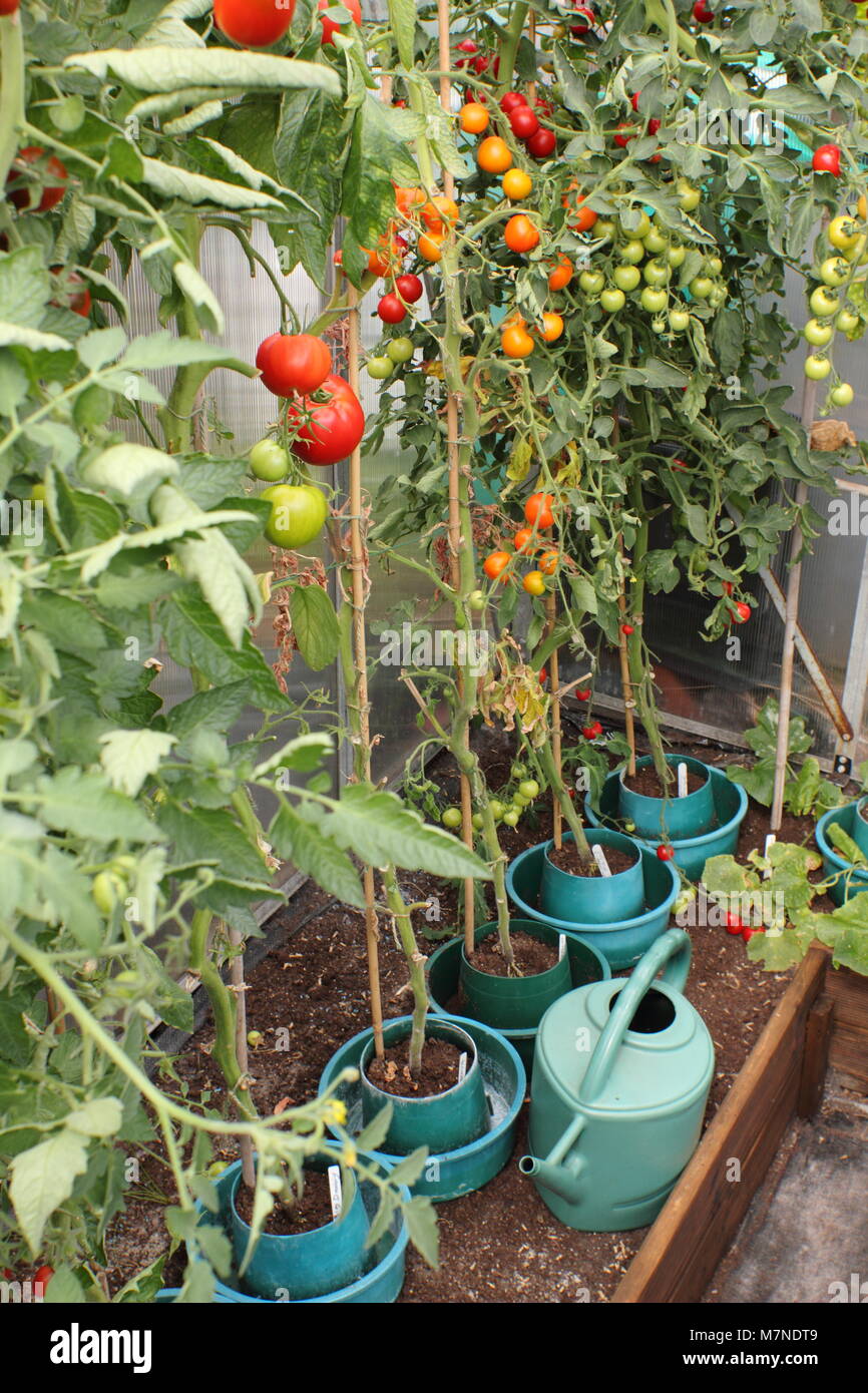 Les plants de tomates avec des feuilles inférieures retiré, la maturation dans une serre domestique à la fin de l'été, UK Banque D'Images