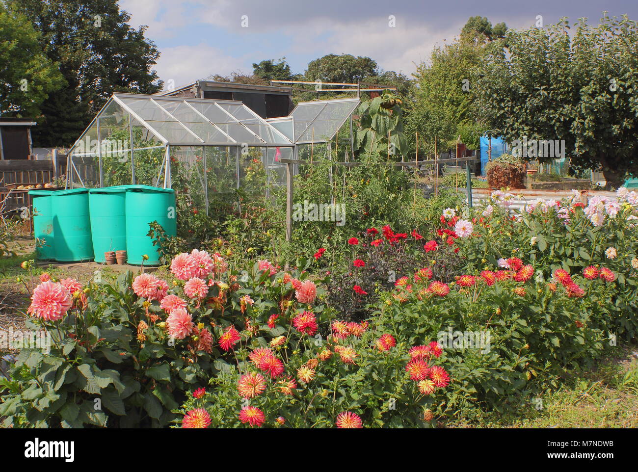 Allotissement bien entretenu terrain avec de l'eau, fleurs dahila butts, serres et veg en été, Yorkshire, Angleterre, Royaume-Uni Banque D'Images