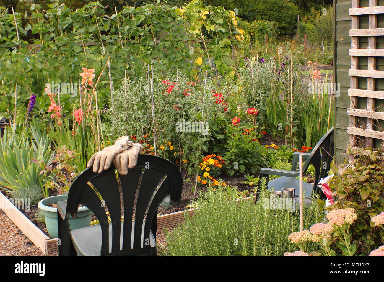 Un allotissement bien entretenu avec des fleurs à couper et les légumes, Rotherham, South Yorkshire, UK Banque D'Images