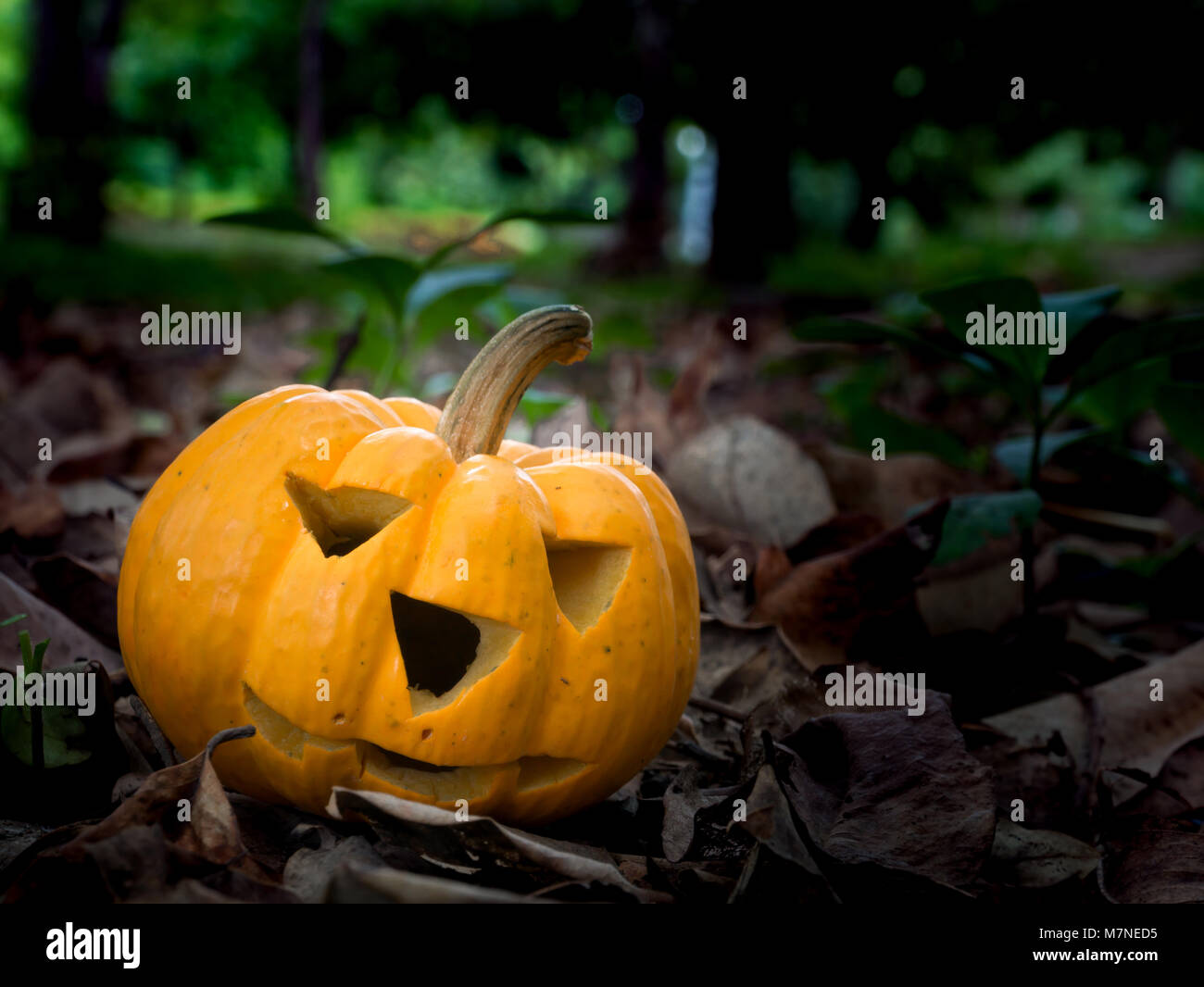 Citrouilles d'Halloween avec un sourire en forêt d'automne Banque D'Images