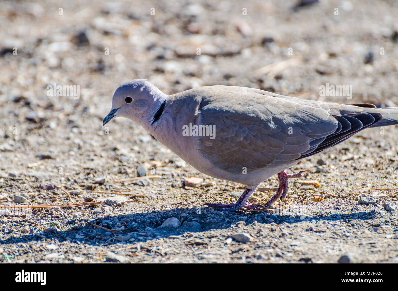 Jalama Beach Santa Barbara comté côte californienne qui est surtout sous-développé et à distance Banque D'Images