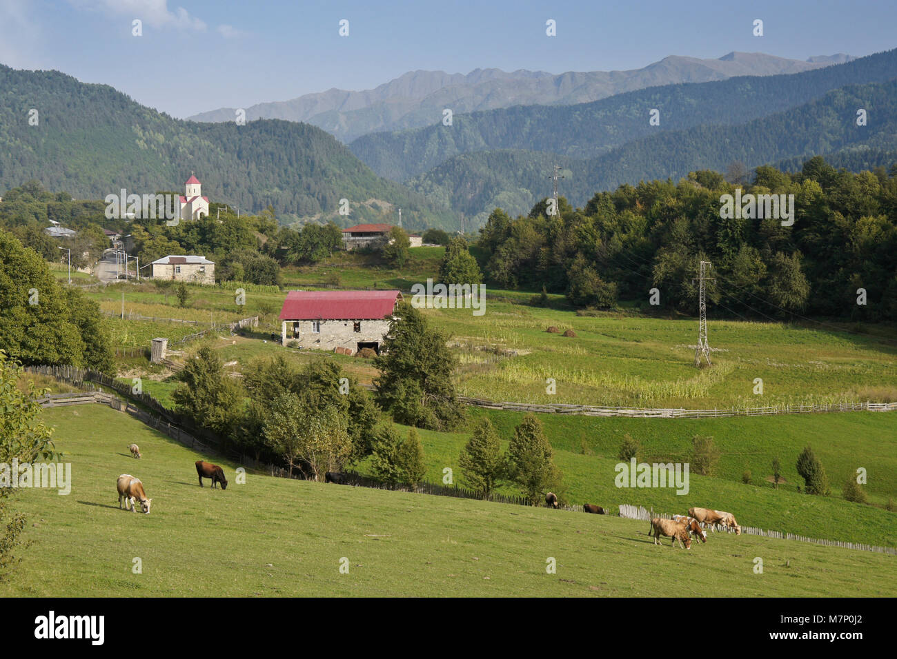 Le bétail paître sur une colline surplombant le village de Latali Svaneti, région du Caucase, la Géorgie Banque D'Images