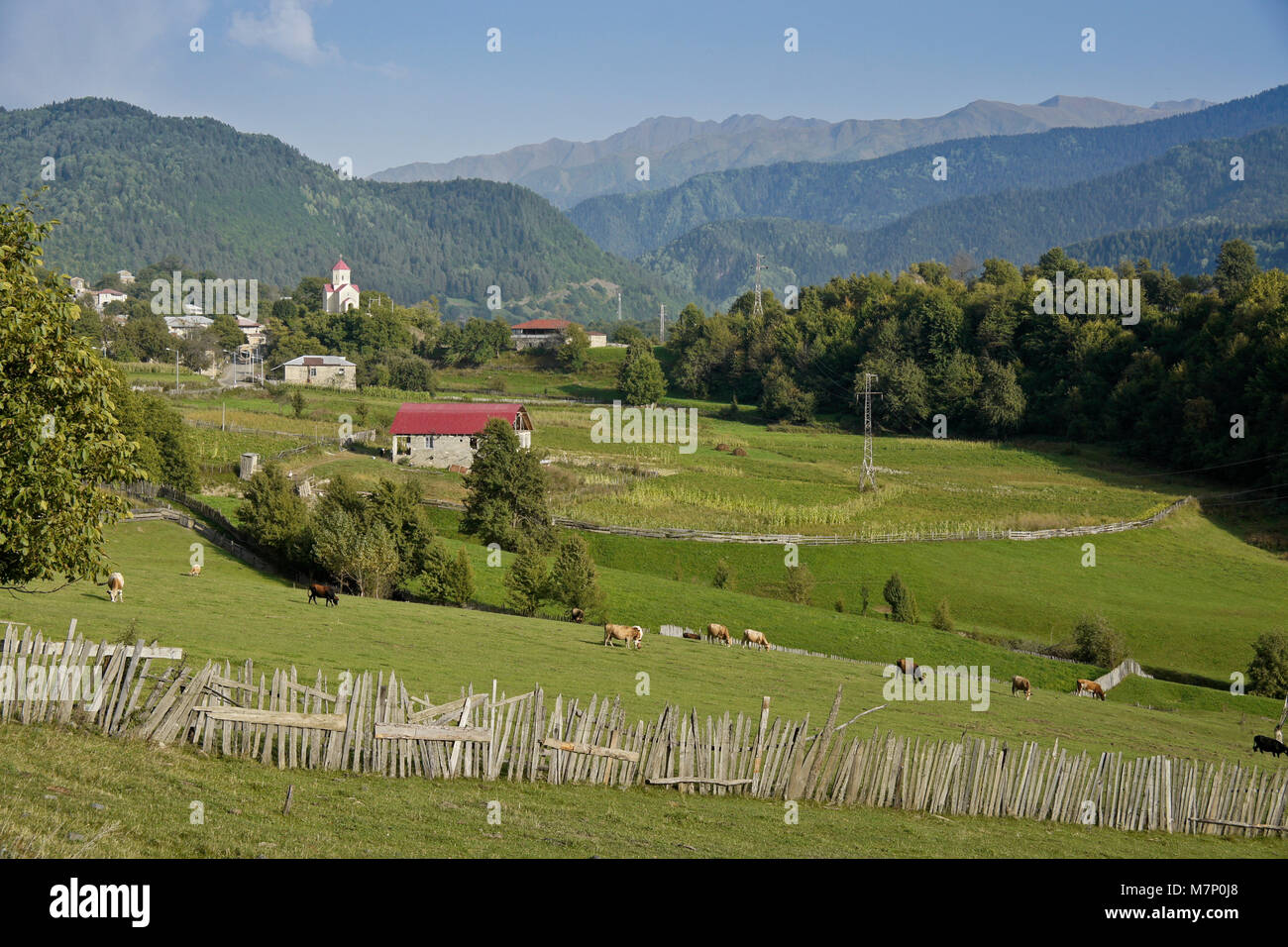 Le bétail paître sur une colline surplombant le village de Latali Svaneti, région du Caucase, la Géorgie Banque D'Images