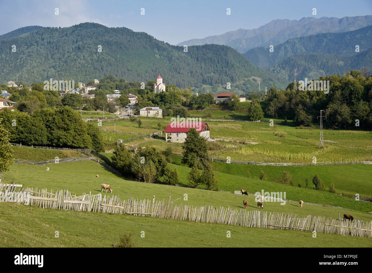 Le bétail paître sur une colline surplombant le village de Latali Svaneti, région du Caucase, la Géorgie Banque D'Images