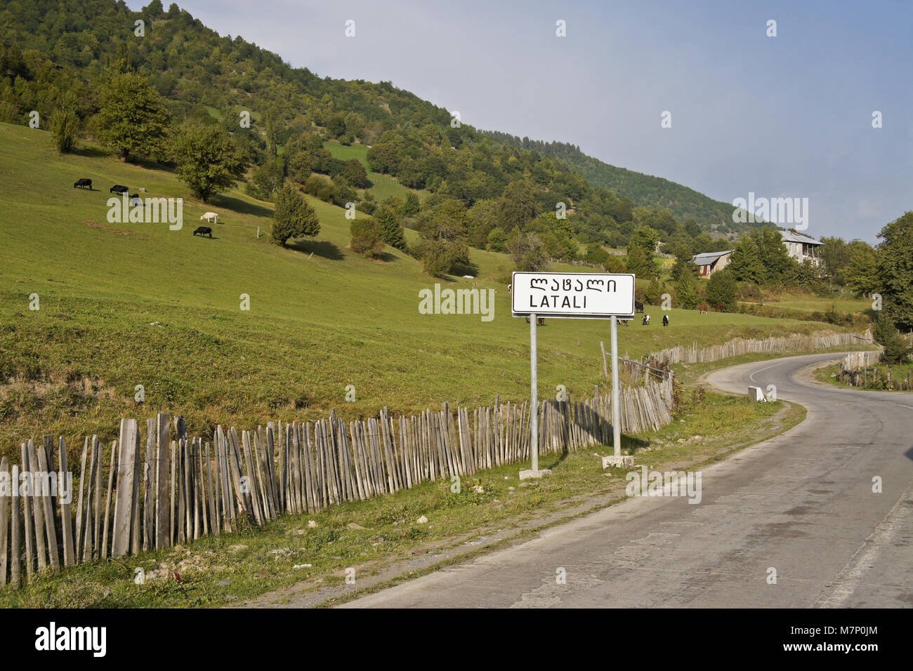 Le bétail paître sur une colline dans le village de Latali Svaneti, région du Caucase, la Géorgie Banque D'Images
