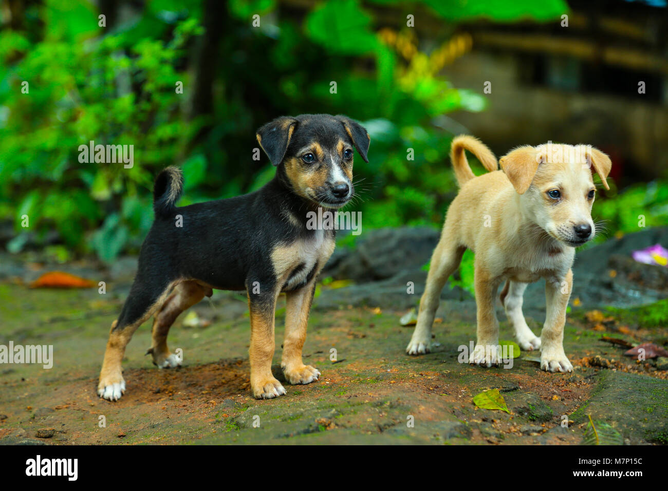 Chiots Banque D'Images