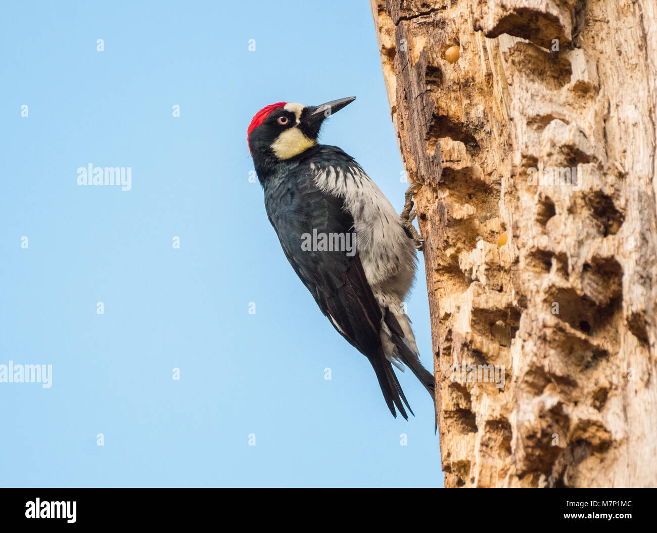 Acorn Woodpecker (Melanerpes formicivorus) dans le profil sur un grenier tree against blue sky. Le grenier est un arbre mort le chêne blanc (Quercus snag Banque D'Images
